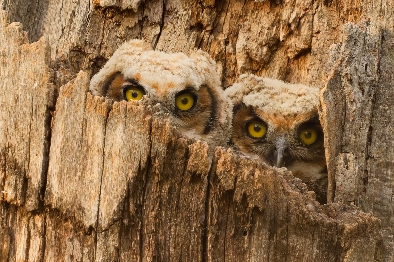 Two Great Horned Owlets peeking from a tree cavity