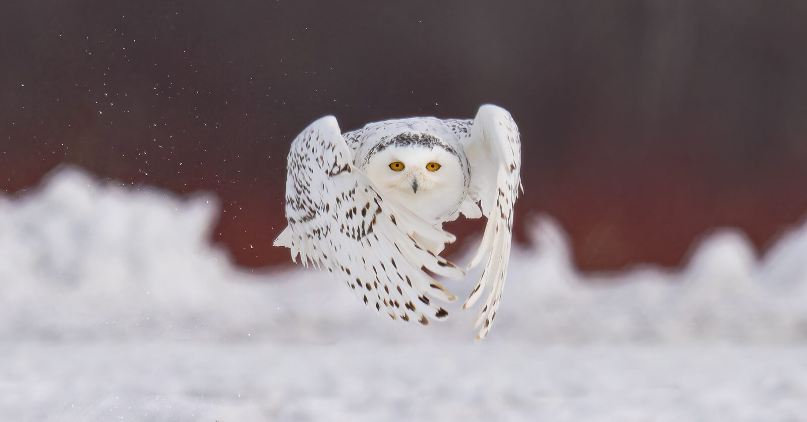 Snowy Owl flying directly toward the camera above the snow