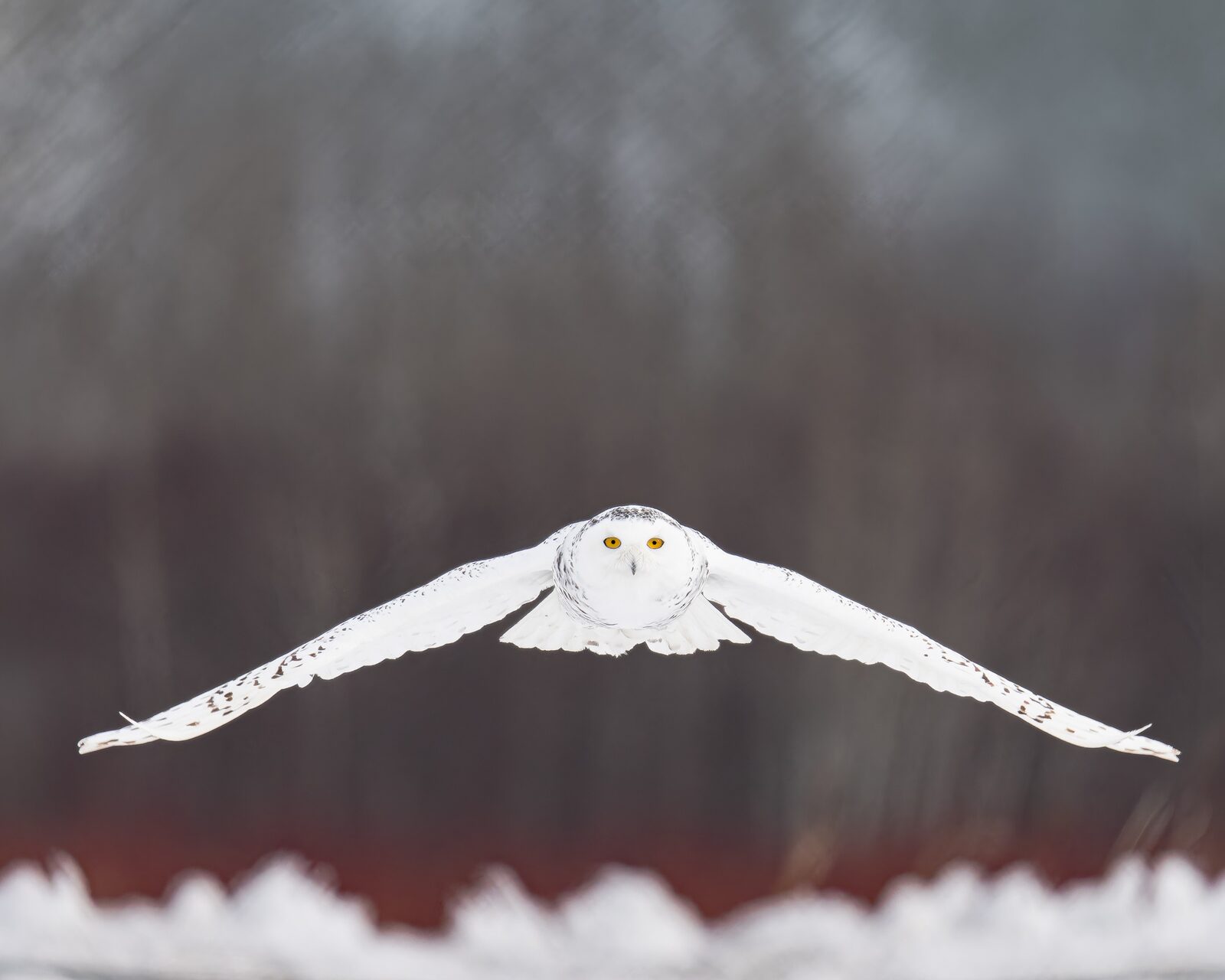 Snowy Owl flying head-on with wings fully extended