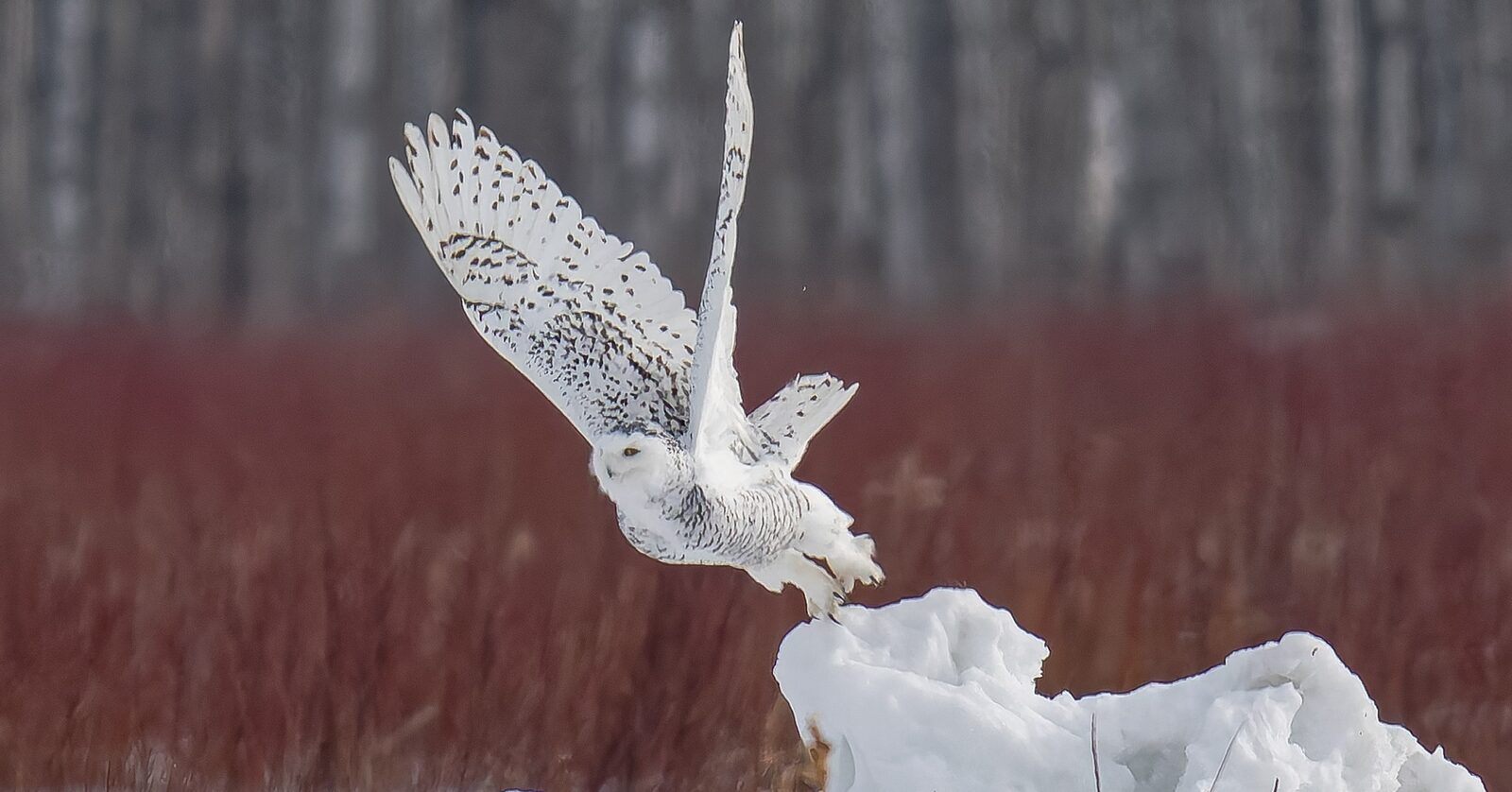 Snowy Owl lifting from the snow with wings raised